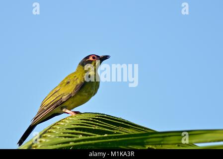 Männliche Australasian figbird (Sphecotheres vieilloti), Townsville, Queensland, Australien Stockfoto