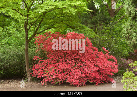 Deutschland, Köln, blühende Azalee am Forstbotanischer Garten, ein Arboretum und Wald botanischer Garten. Deutschland, Koeln, bluehende Azaleen ich Stockfoto