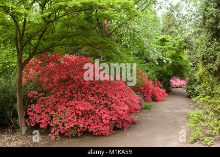 Deutschland, Köln, blühende Azalee am Forstbotanischer Garten, ein Arboretum und Wald botanischer Garten. Deutschland, Koeln, bluehende Azaleen ich Stockfoto