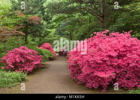 Deutschland, Köln, blühende Azalee am Forstbotanischer Garten, ein Arboretum und Wald botanischer Garten. Deutschland, Koeln, bluehende Azaleen ich Stockfoto