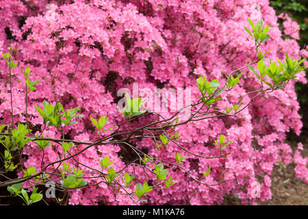 Deutschland, Köln, blühende Azalee am Forstbotanischer Garten, ein Arboretum und Wald botanischer Garten. Deutschland, Koeln, bluehende Azaleen ich Stockfoto