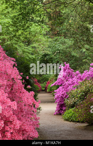 Deutschland, Köln, blühende Azalee am Forstbotanischer Garten, ein Arboretum und Wald botanischer Garten. Deutschland, Koeln, bluehende Azaleen ich Stockfoto