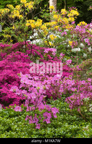 Deutschland, Köln, blühende Azalee am Forstbotanischer Garten, ein Arboretum und Wald botanischer Garten. Deutschland, Koeln, bluehende Azaleen ich Stockfoto