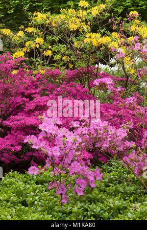 Deutschland, Köln, blühende Azalee am Forstbotanischer Garten, ein Arboretum und Wald botanischer Garten. Deutschland, Koeln, bluehende Azaleen ich Stockfoto