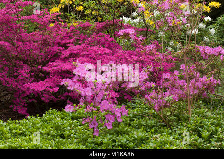 Deutschland, Köln, blühende Azalee am Forstbotanischer Garten, ein Arboretum und Wald botanischer Garten. Deutschland, Koeln, bluehende Azaleen ich Stockfoto