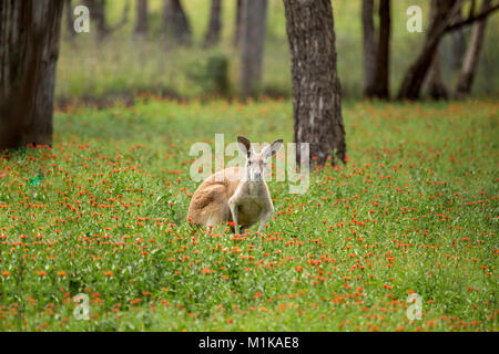 Ein Känguru mit schwarzen und weißen Markierungen auf seinem Gesicht - die Marke der rote Känguru (Macropus rufus). Die Kangaroo freut sich, als ob es hat Stockfoto