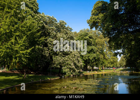 Deutschland, Köln, Teich am Theodor-Heuss-Ring in der Nähe des Platz Ebertplatz. Deutschland, Koeln, Weiher am Theodor-Heuss-Ring nahe Ebertplatz. - Stockfoto