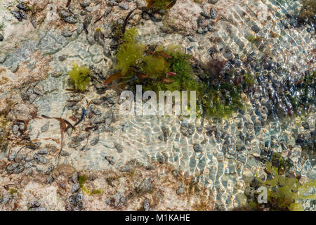 Close up Shoal bei Ebbe mit Algen und Fisch Stockfoto