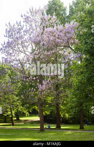 Deutschland, Köln, der Volksgarden, blühender Fingerhut Baum. Deutschland, Koeln, im Volksgarten, bluehender Blauglockenbaum. Stockfoto