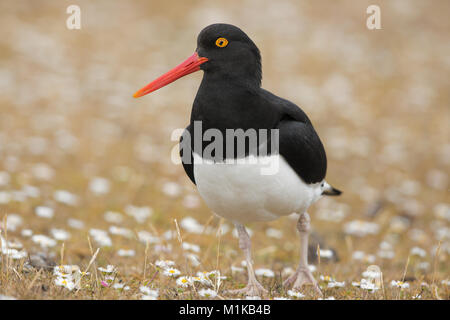 Magellanschen Austernfischer Stockfoto