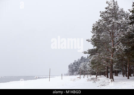Verschneite Küste des Golfs von Finnland im Bereich der Sosnowy Bor, Region Leningrad, Russland Stockfoto