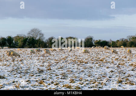 Schafe im Schnee an einem kalten Januar morgens auf dem Feld neben Celbridge Dorf, County Kildare, Irland Stockfoto