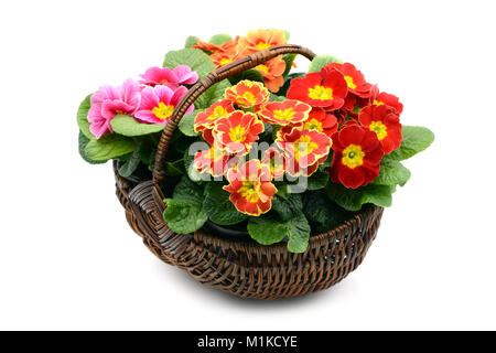 Korb mit vier Primula Blumen in rot orange Rosa auf weißem Hintergrund isoliert. Stockfoto