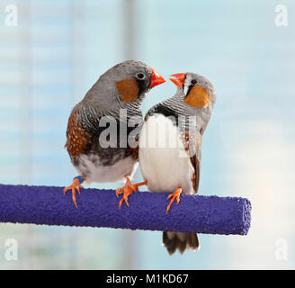 Zebra Finch (Taeniopygia Guttata). Paar thront auf einer Stange. Deutschland Stockfoto