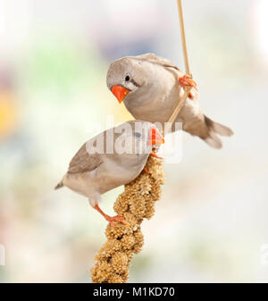 Zebra Finch (Taeniopygia Guttata). Zwei Vögel auf Foxtail Hirse gehockt Stockfoto