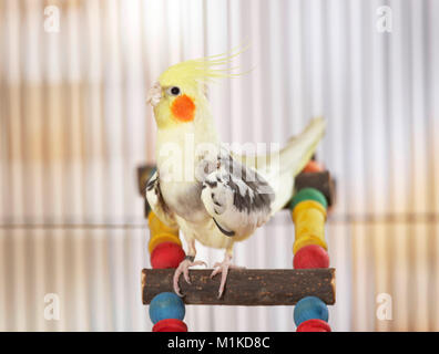 Nymphensittich (Nymphicus hollandicus). Nach thront auf einem bunten Leiter. Deutschland Stockfoto