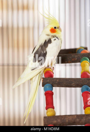 Nymphensittich (Nymphicus hollandicus). Nach thront auf einem bunten Leiter. Deutschland Stockfoto