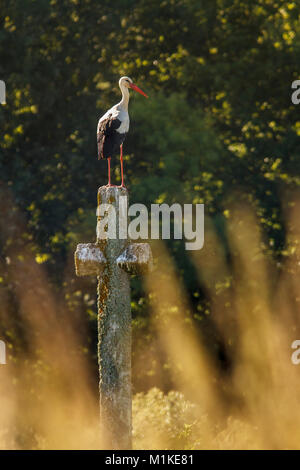 Weißstorch (Ciconia ciconia), auf einem steinernen Kreuz, Galizien, Spanien thront. Stockfoto