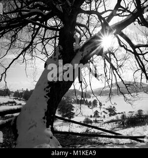 Ungewöhnliche Perspektive Sonnenuntergang über den Baum in Schwarz und Weiß Stockfoto