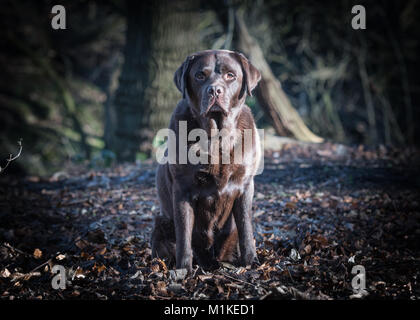 Chocolate Labrador Stockfoto