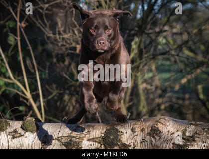 Chocolate Labrador Stockfoto