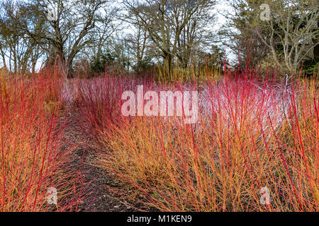 Feuriges rot Winter Farbe durch eine Kombination von Cornus sanguinea Midwinter Feuer im Vordergrund und Rubus cockburnianus an der Rückseite Stockfoto