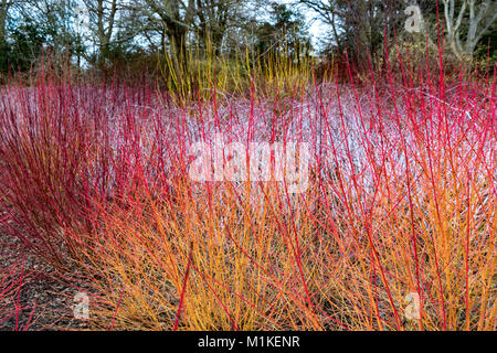 Feuriges rot Winter Farbe in Wisley ist durch eine Kombination von Cornus sanguinea Midwinter Feuer im Vordergrund und Rubus cockburnianus an der Rea zur Verfügung gestellt Stockfoto