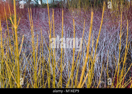 Nahaufnahme von Cornus sericea Flaviramea oder golden-Zweig hartriegel vor Rubus cockburnianus oder Weiß stammte Dornbusch Stockfoto