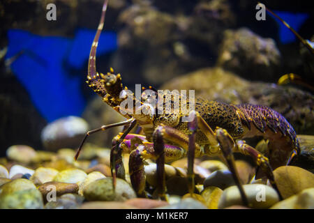 Schließen Sie herauf Bild eines Rock Lobster in einem Aquarium, in der Nähe der Westküste von Südafrika Stockfoto