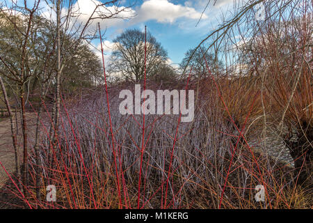 Winter Farbe von Cornus alba Baton Rouge mit ihren leuchtend roten Stielen gepflanzt vor dem Hintergrund von Rubus cockburnianus oder Weiß stammte Dornbusch Stockfoto