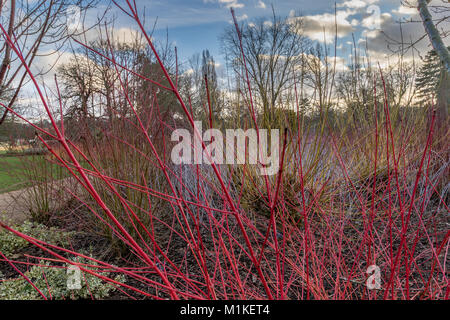 Winter Farbe von Cornus alba Baton Rouge mit ihren leuchtend roten Stielen gepflanzt vor dem Hintergrund von Rubus cockburnianus oder Weiß stammte Dornbusch Stockfoto