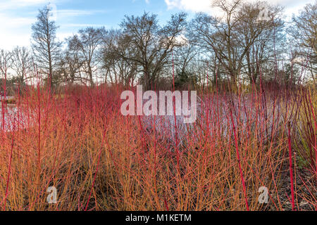 Feuriges rot winter Farbe wird durch eine Kombination von Cornus sanguinea Midwinter Feuer im Vordergrund und Rubus cockburnianus auf der Rückseite ausgestattet Stockfoto