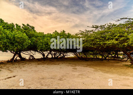 Karibik Landschaft. Divi Baum gegen Sonnenuntergang am Eagle Beach, Aruba Stockfoto