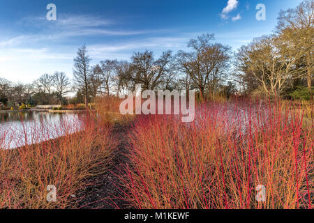 Feuriges rot winter Farbe wird durch eine Kombination von Cornus sanguinea Midwinter Feuer im Vordergrund und Rubus cockburnianus auf der Rückseite ausgestattet Stockfoto