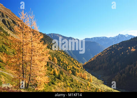 Bunte Herbst Wald zu einer klaren sonnigen Tag in den Tiroler Alpen. Österreich Stockfoto