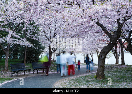 Menschen auf dem Weg durch Kirschblüten, Kirschblüten spazieren, Tidal Basin, Washington, District of Columbia USA Stockfoto