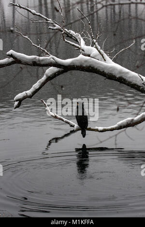 Kormoran in einem See namens Schlachtensee in Berlin. Stockfoto