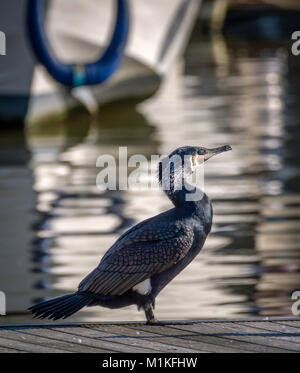 Kormoran Phalacrocorax carbo aalen sich in der Sonne auf einem Steg in Bristol Schwimmenden Hafen UK Stockfoto