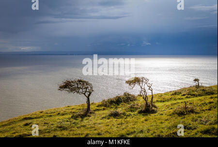 Verkümmert Wind ausgeblasen Hawthorn Bäume auf Brean unten in der Nähe von Weston Super Mare in Somerset UK über den Bristol Channel an die South Wales Küste suchen Stockfoto