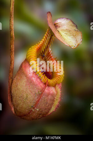 Insectivorous Kannenpflanze Nepenthes villosa wächst in dichten montane Wälder auf der Spur bis Mount Kinabalu in Sabah Borneo Stockfoto