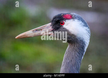 Close up Portrait von Kranich Grus grus an slimbridge Wildlife und Feuchtgebieten in Gloucestershire, Großbritannien Stockfoto