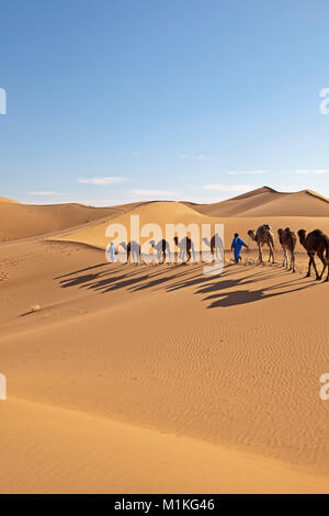 Marokko, Mhamid, Erg Chigaga Sanddünen. Sahara. Camel drivers führenden camel Caravan. Stockfoto