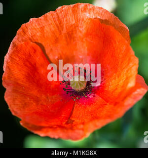 Eine Makroaufnahme eines roten Mais Mohn blüht. Stockfoto