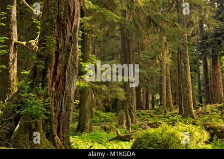 WA 13143-00 ... WASHINGTON - Alte Wachstum Wald entlang der East Fork Quinault River in Olympic National Park. Stockfoto