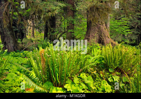 WA 13144-00 ... WASHINGTON - Alte Wachstum Wald entlang der East Fork Quinault River in Olympic National Park. Stockfoto
