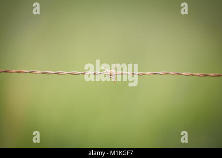 Close up flache Tiefenschärfe Bild von Stacheldraht Stockfoto