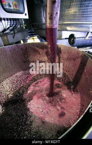 Schließen Sie herauf Bild Rotwein Maische in den Händen eines Wine Maker auf einem Weingut in Südafrika Stockfoto