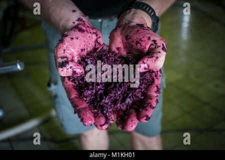 Schließen Sie herauf Bild Rotwein Maische in den Händen eines Wine Maker auf einem Weingut in Südafrika Stockfoto