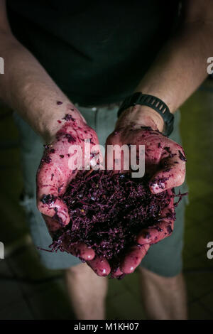 Schließen Sie herauf Bild Rotwein Maische in den Händen eines Wine Maker auf einem Weingut in Südafrika Stockfoto