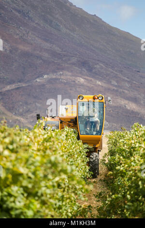 Weinlese Maschine erntet Trauben auf einem Weingut in Südafrika Stockfoto